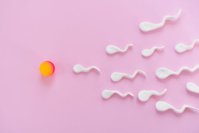 酸化ストレスが高まると、精子の働きにさまざまな影響を及ぼし、受精の成立や妊娠の経過にも関わる可能性があると指摘されています。