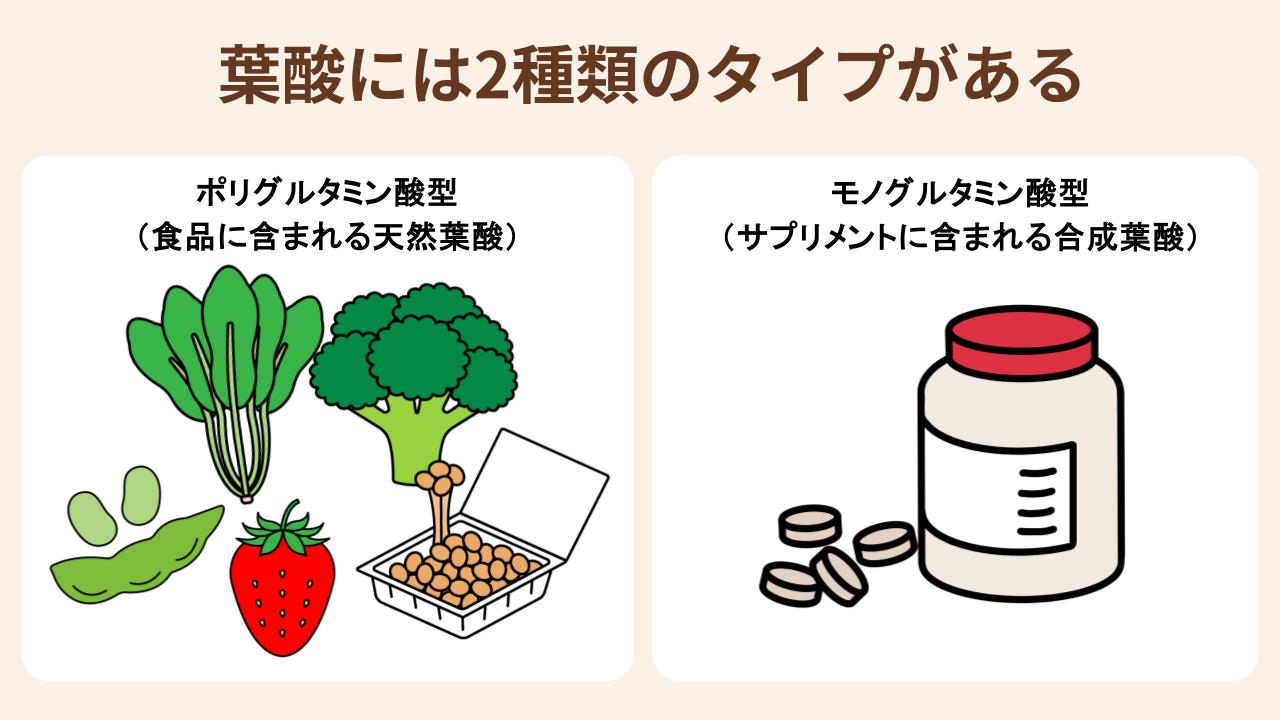 葉酸は食品に含まれるポリグルタミン酸型とサプリメントに含まれるモノグルタミン酸型がある