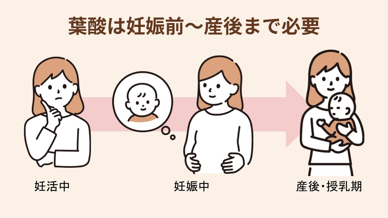 葉酸が妊活中から授乳期まで必要な理由を紹介