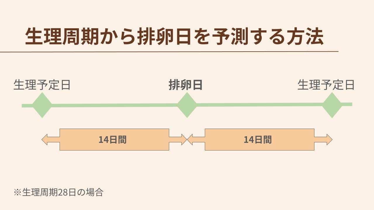 生理周期が28日の場合、生理予定日から14日前が排卵日といわれています。