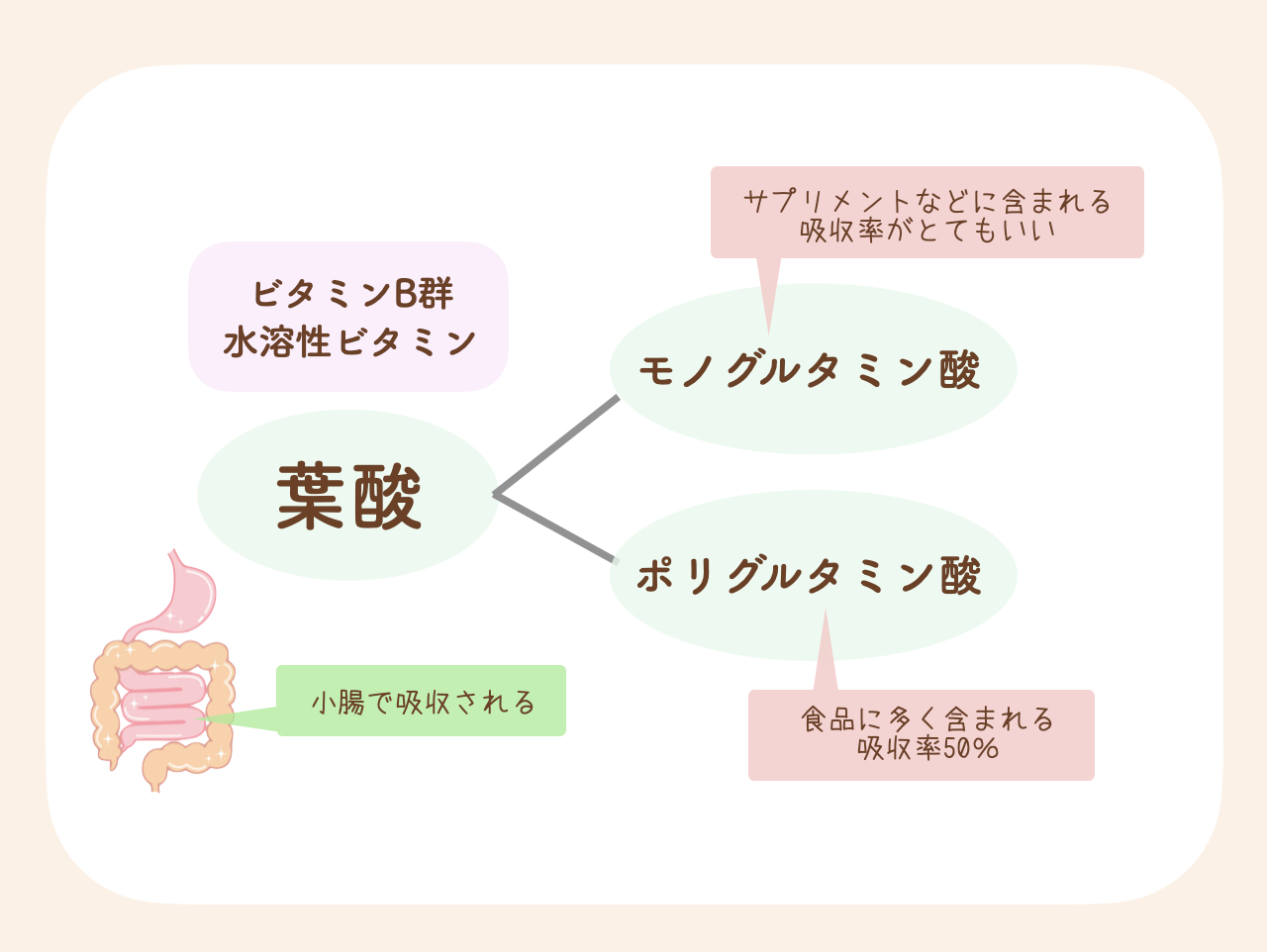 効率よく葉酸を摂取するためには、サプリメントなどの栄養補助食品に含まれる「モノグルタミン酸型葉酸」を400μg摂取することが推奨