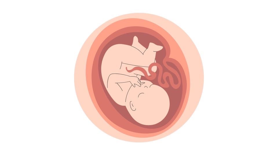 子宮・胎盤の成長による影響によりおりものが変化します