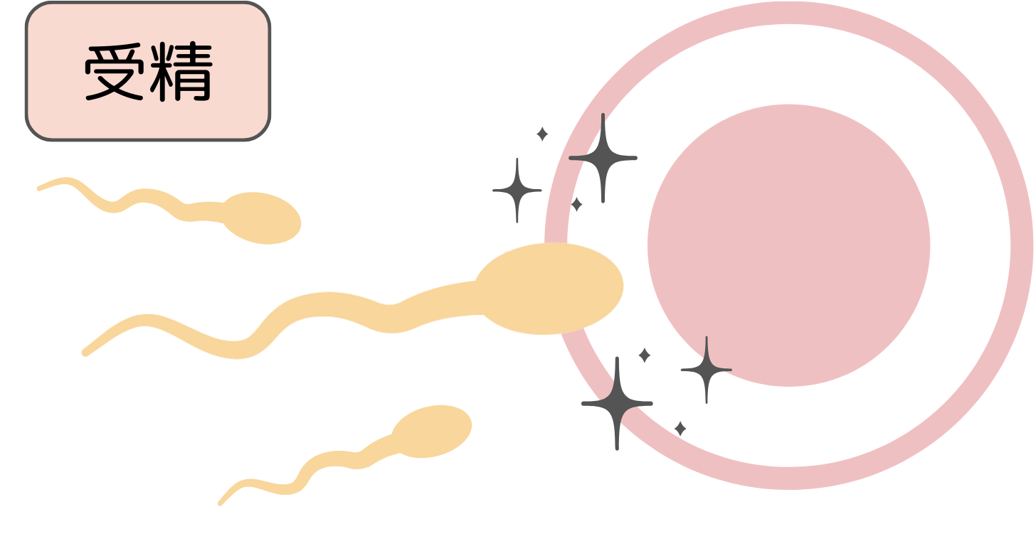 受精を表したイラストです。精子が卵子に向かっています。