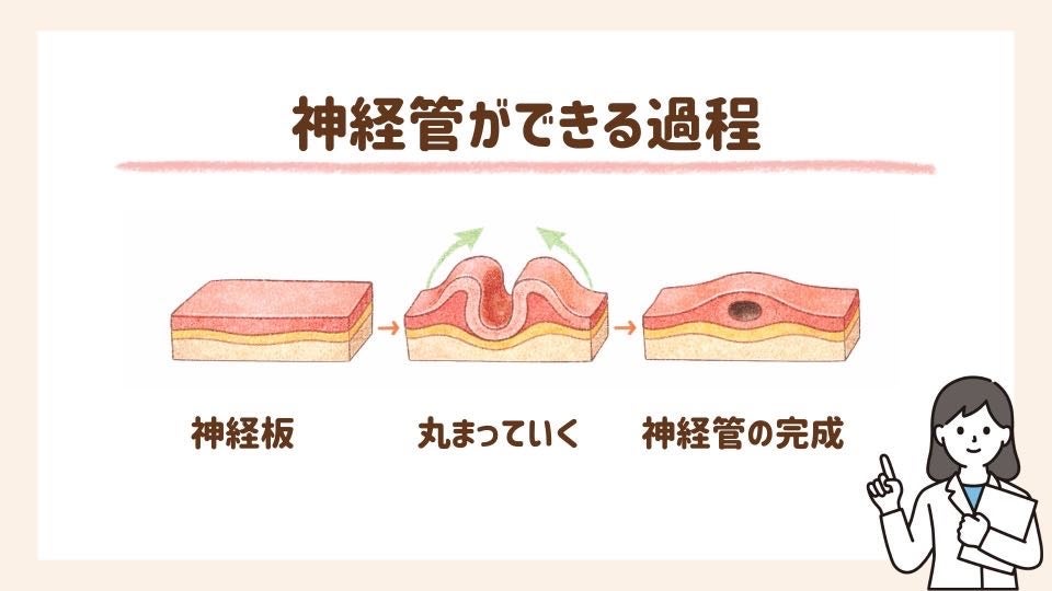 神経管ができる過程を説明