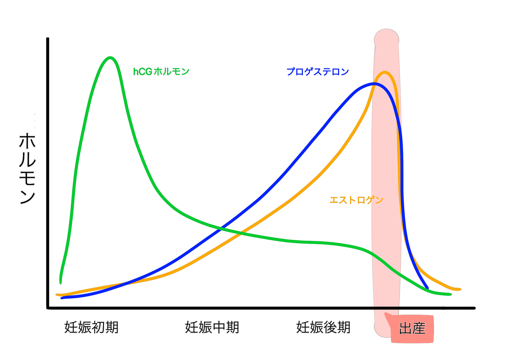 妊娠前に比べてなんと1,000倍もの量が分泌されるエストロゲンには、唾液の量を減らしてしまうという働きがあります。唾液は口内の清潔を保ち細菌の増殖を抑制する歯周病予防にはなくてはならない存在。しかし妊娠中は唾液の効果が薄まるので、歯周病になりやすいのです。