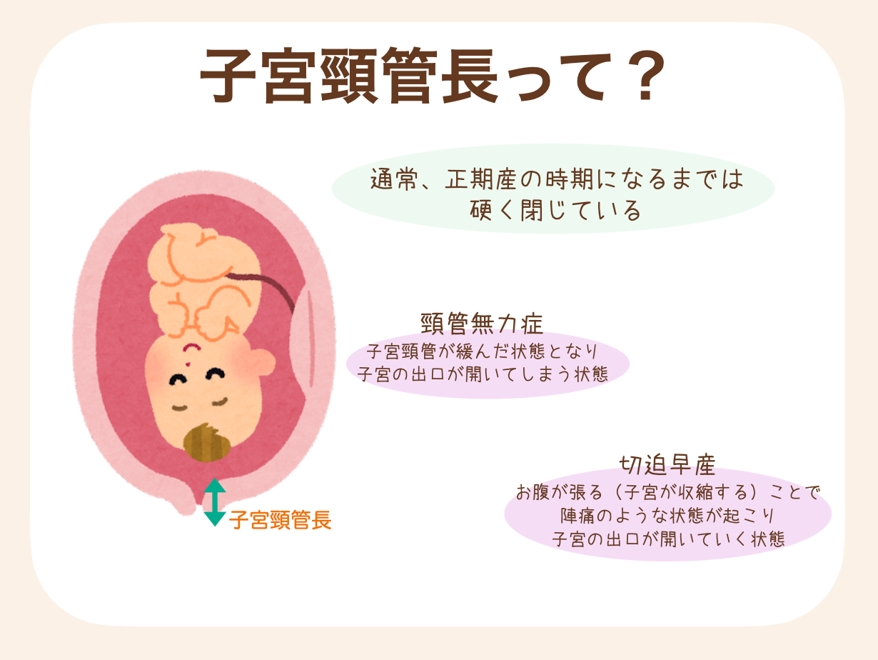 通常、出産のときまでは硬く閉じている子宮の出口