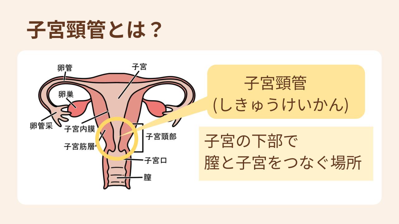 子宮の下部にあたる場所で、膣と子宮をつなぐ場所のこと