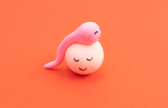 卵子の老化とは、卵子の数が減少していくこと、卵子の質が低下していくことを意味します。