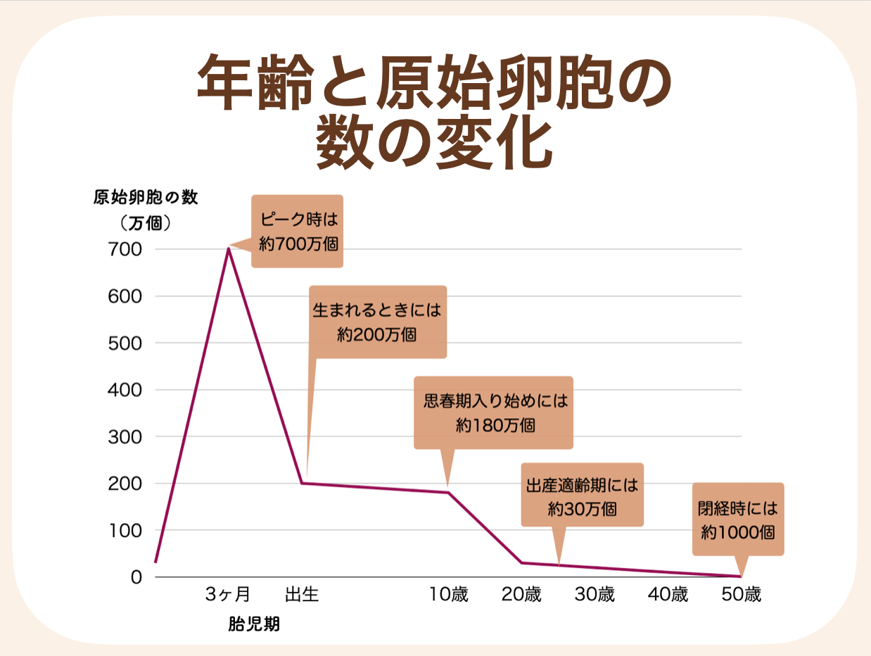 卵子はママのお腹の中にいる胎児期に一生分つくられ、その後減少していく