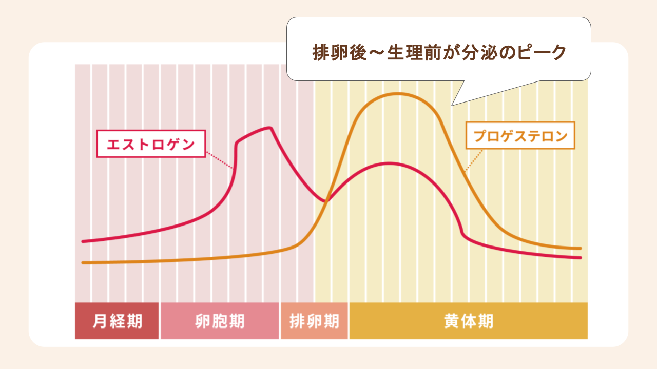 プロゲステロンは排卵後~生理前が分泌のピーク