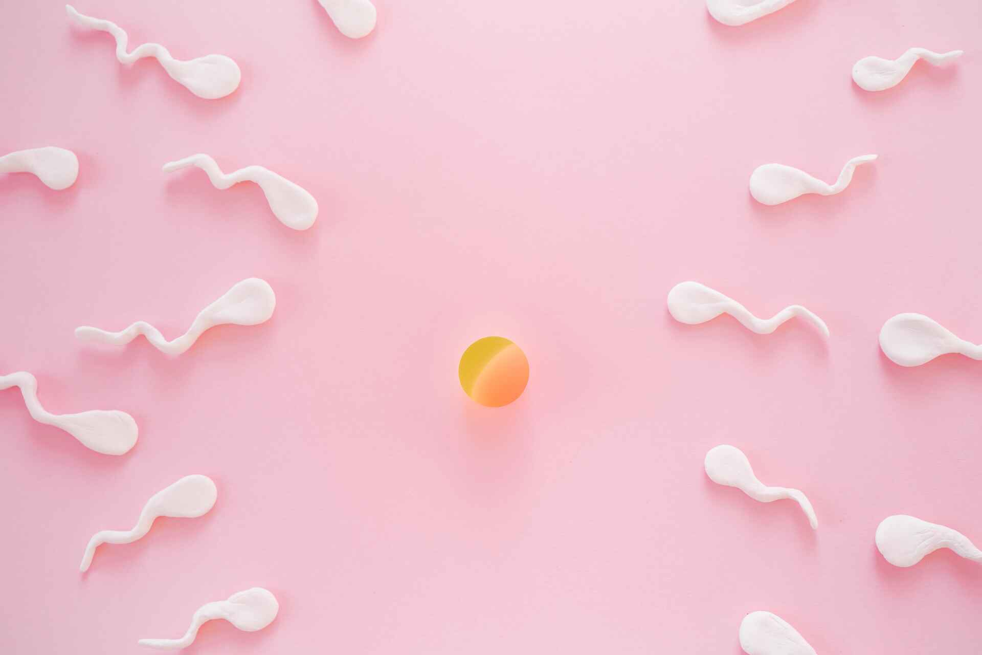 妊娠が成立するまでの流れと妊娠初期症状が現れるタイミングを紹介