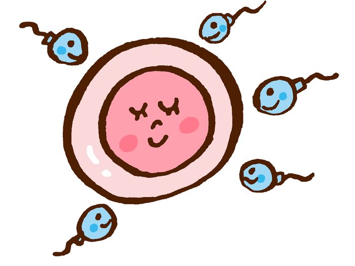 排卵日近くに受診し、卵巣の状態をチェックします