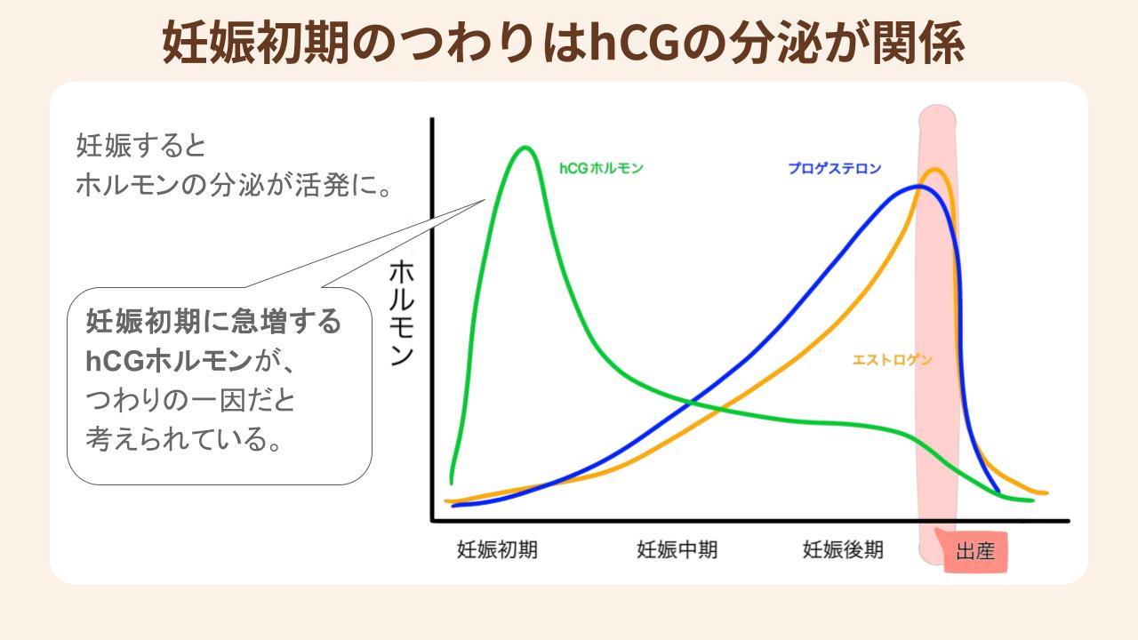 妊娠初期のつわりは妊娠後に分泌が増えるhCGホルモンが関係