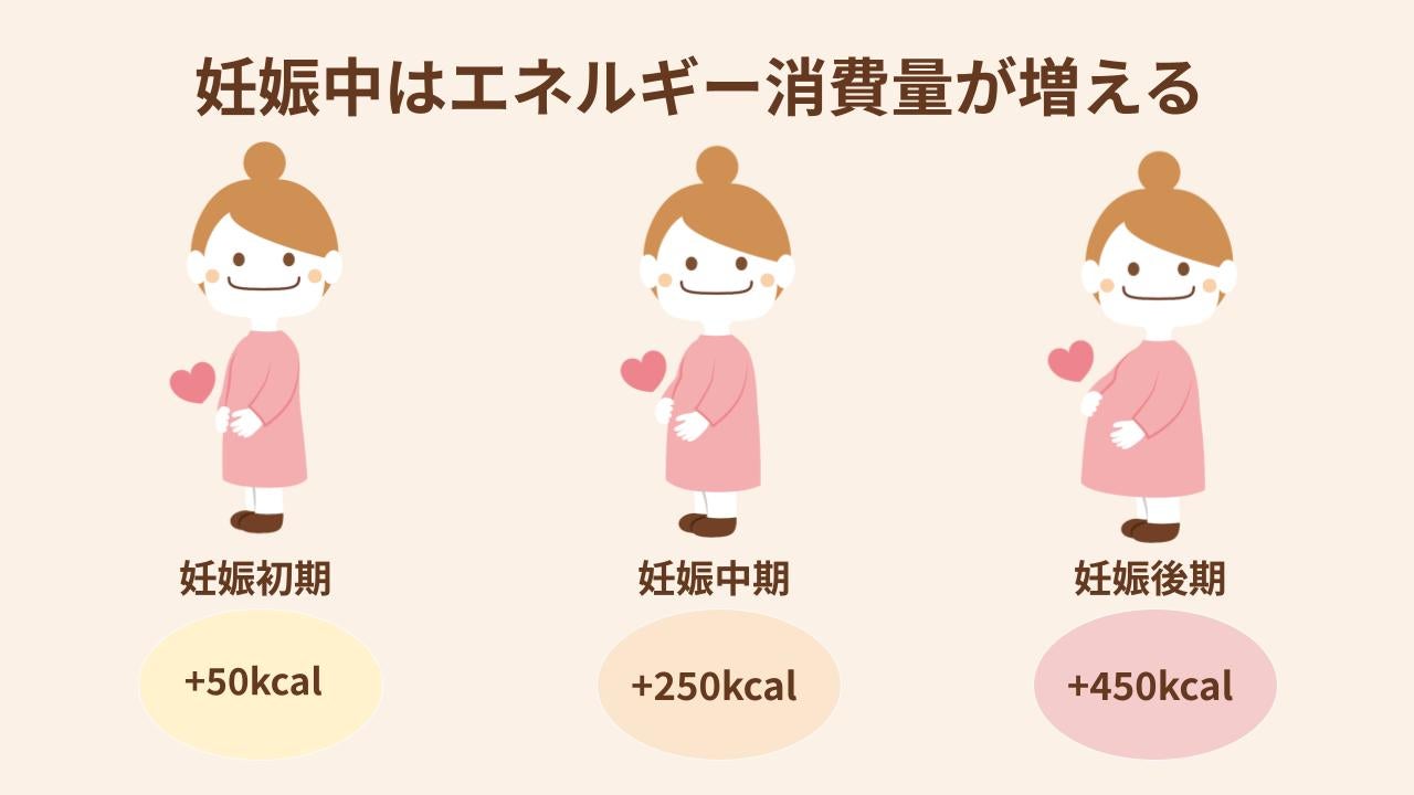 妊娠期間が進むにつれてエネルギー消費量が増えていく