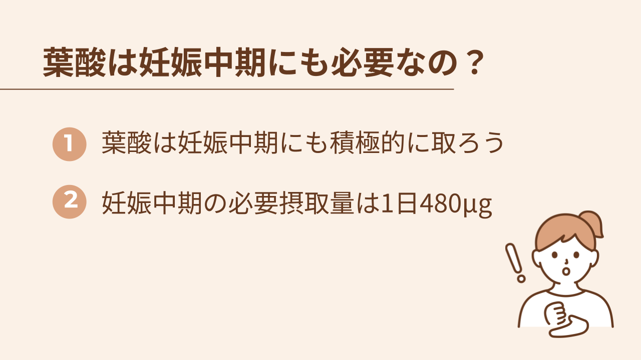 葉酸は妊娠中期にも積極的に取るのがおすすめで、1日に480µg葉酸を取る必要がある