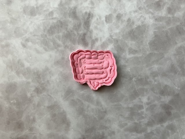 粘土で模した腸