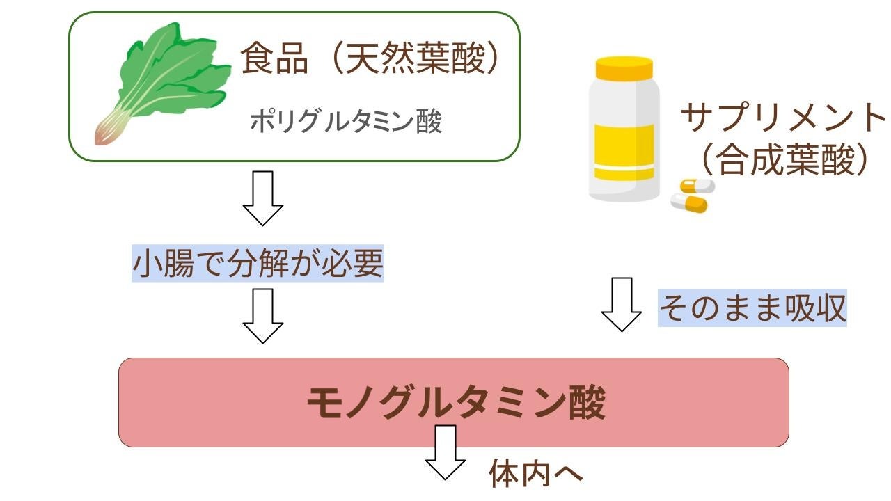 食事から摂った葉酸（天然葉酸）は一度分解が必要ですが、葉酸サプリ（合成葉酸）はそのまま体に吸収されていきます。