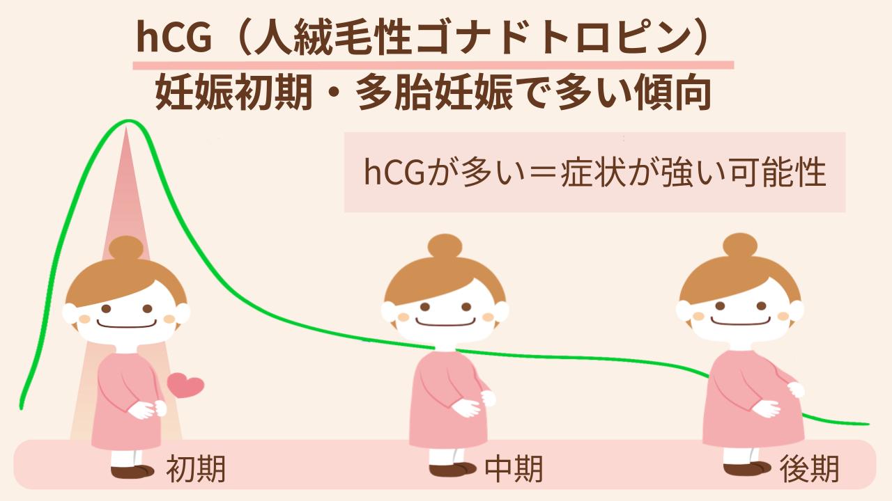 hCGが嘔吐中枢を刺激し、吐き気や嘔吐を引き起こす一因に