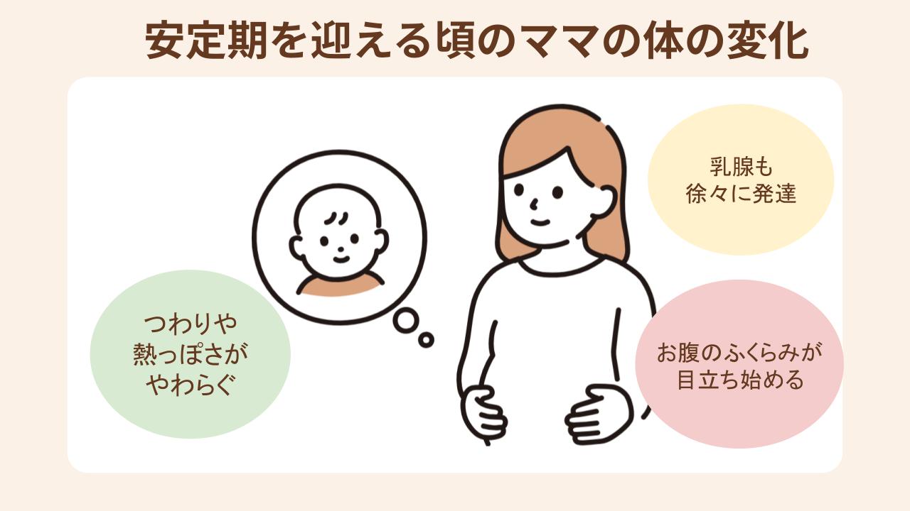 安定期に入るとつわりが落ち着き、基礎体温も下がる傾向に