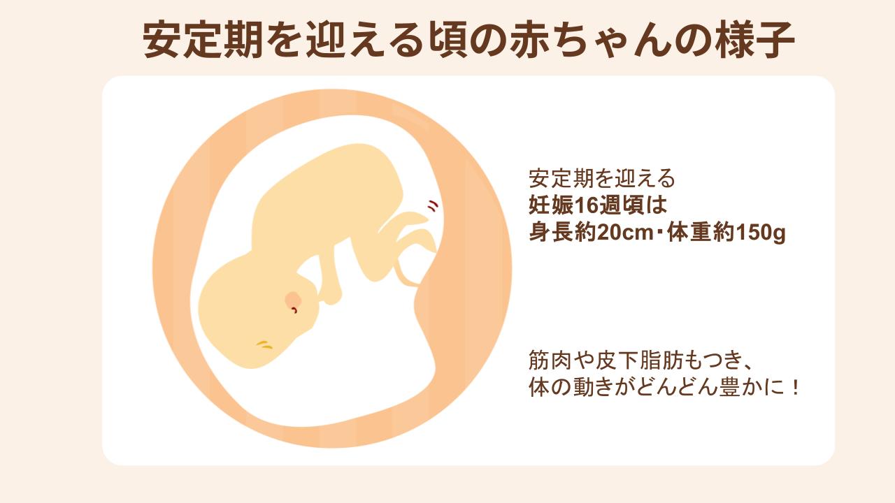 安定期に入る頃の胎児は、内臓が完成し、体の動きも活発になる