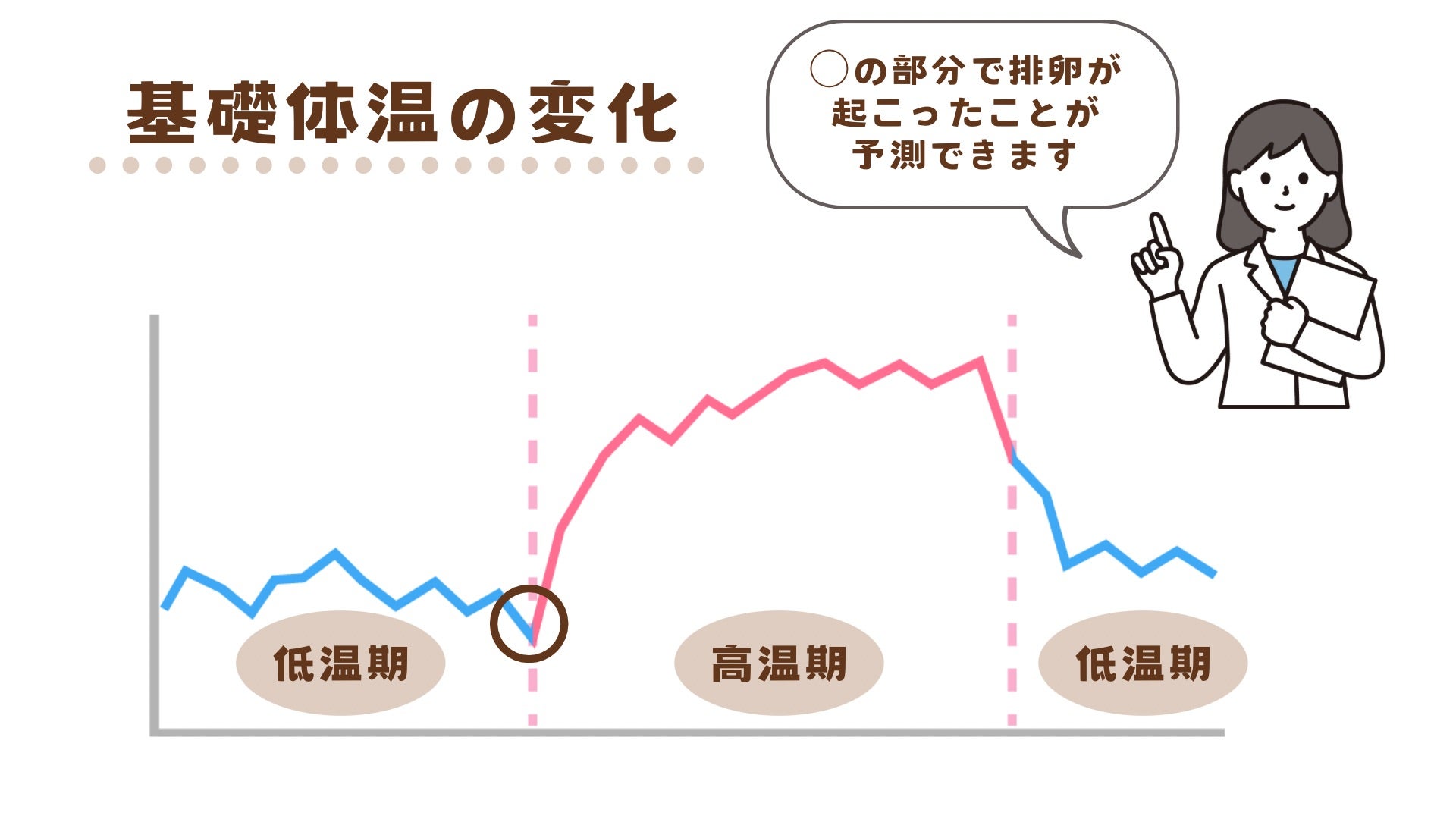 基礎体温の変化を見ることで排卵の予想を立てることができます