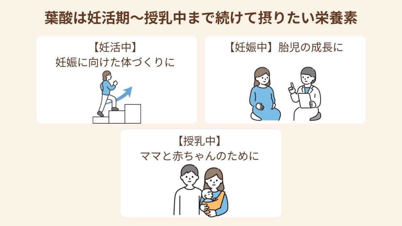 葉酸は通常の成人の摂取量に加え、妊活期・妊娠初期は400μg、妊娠中期～妊娠後期は240μg、授乳期は100μg摂取することを推奨している