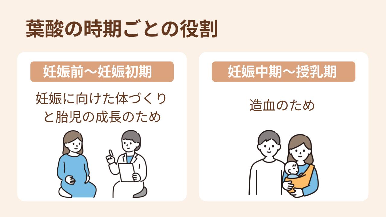 妊娠前～妊娠初期は妊娠に向けた体づくりと胎児の成長のため、妊娠中期～授乳期は造血のために必要に