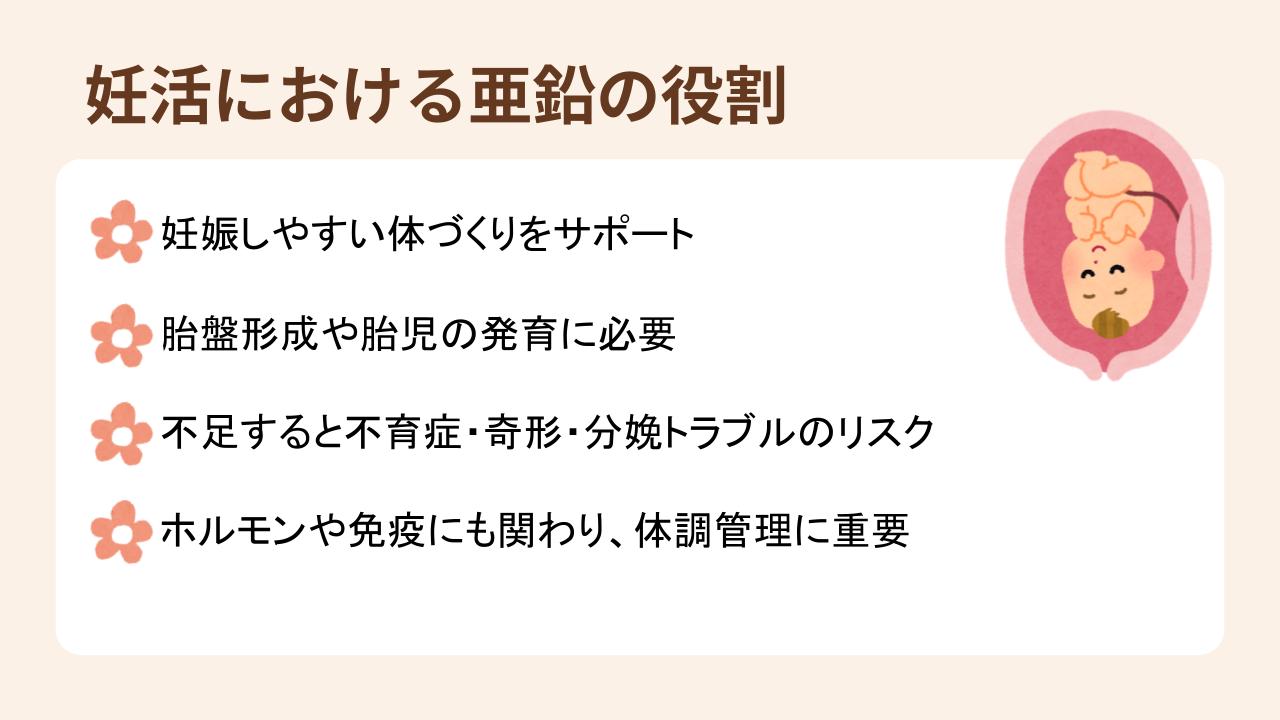 亜鉛は妊娠しやすい体作りのサポートや胎盤形成に関わっている